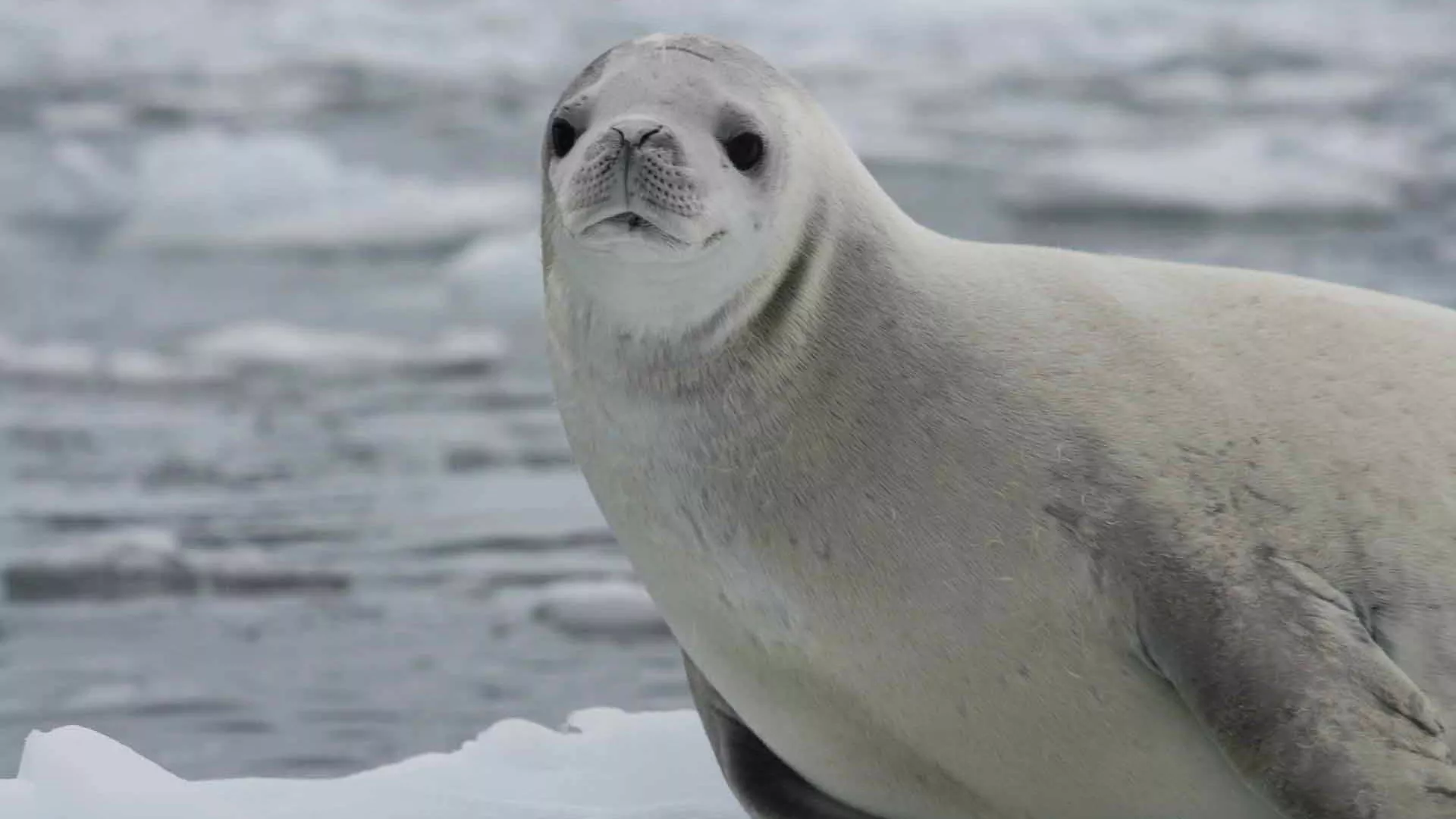 Expedições Antartica 