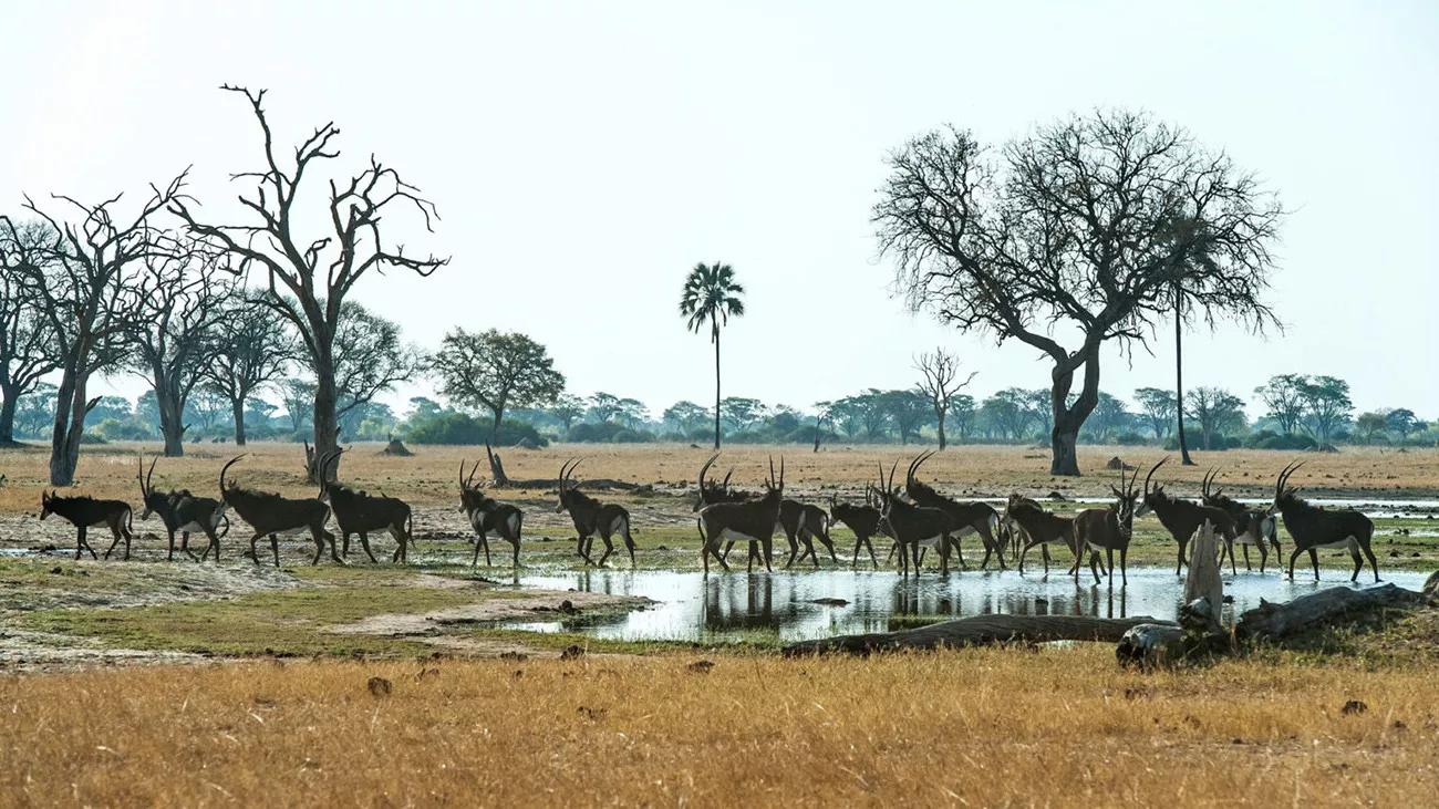 Fly Around Zimbabwe