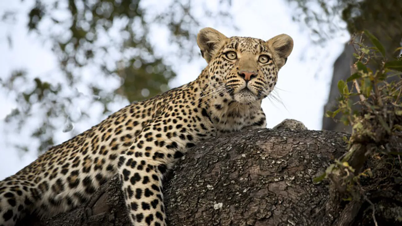 África Austral Luxury com Sáfaris, Delta e Cape Town