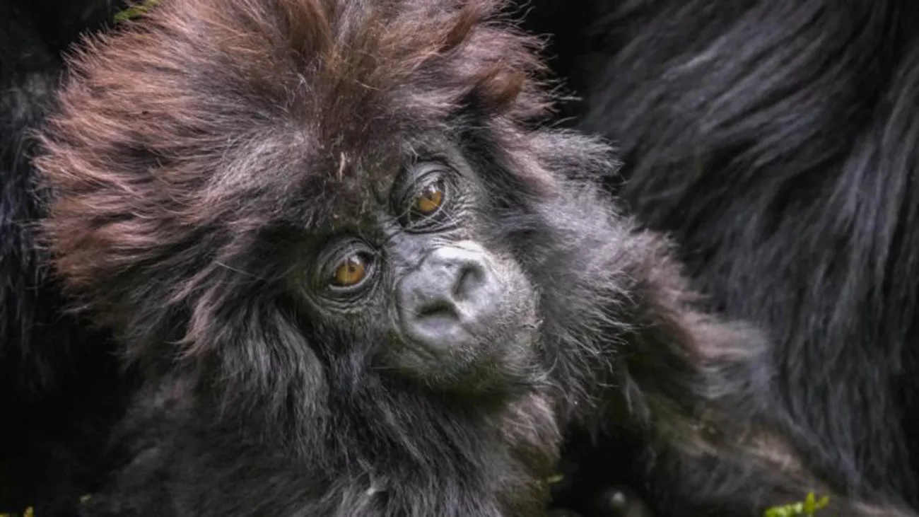 Ruanda Primate Safari