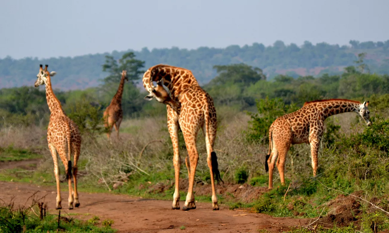 Descubra a diversidade na África Oriental