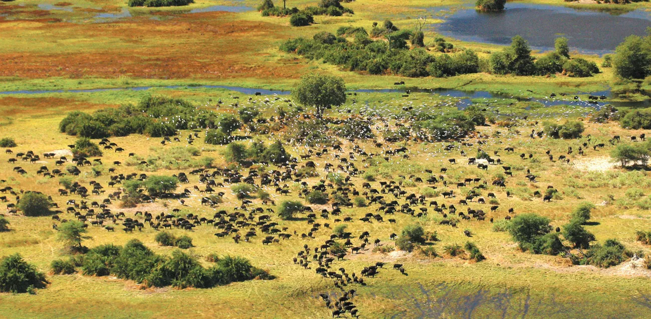 Sweet Taste of Botswana 