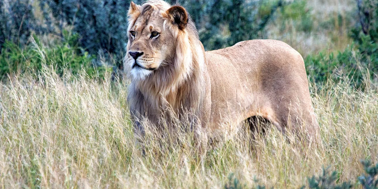 Okavango Delta and Kalahari Desert 