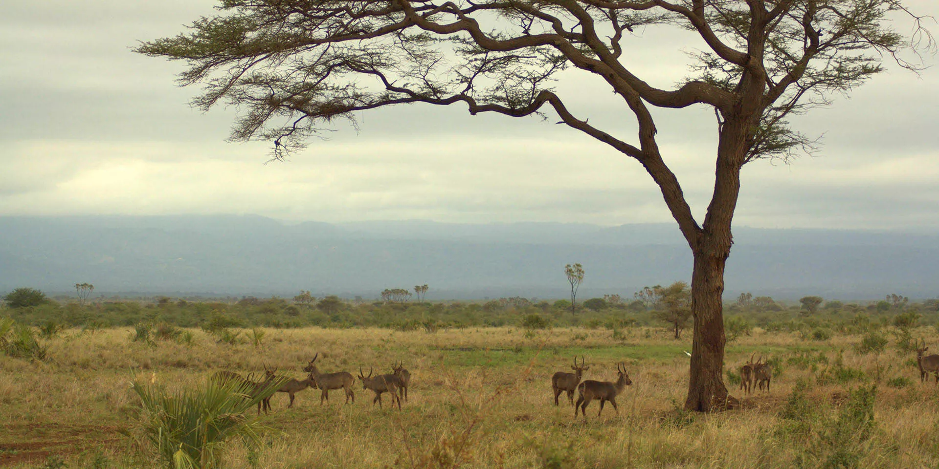 Simply Kenya & Tanzania 