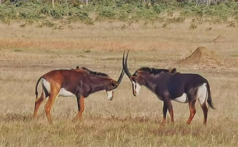 Africa's Finest