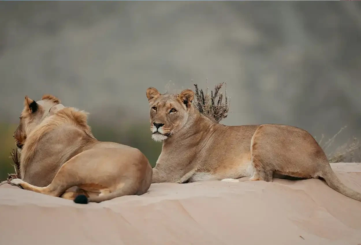 Safári Mágico na Namíbia