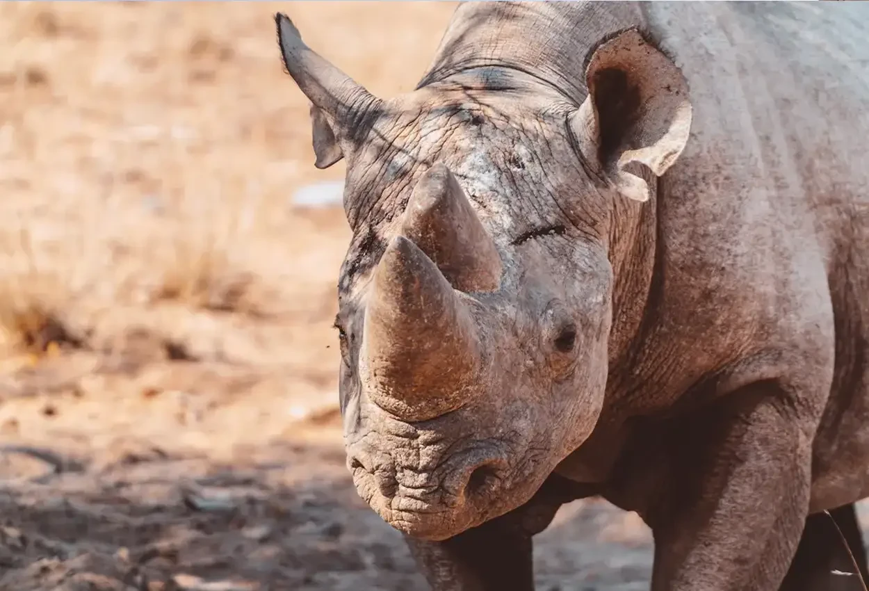 Safári Mágico na Namíbia