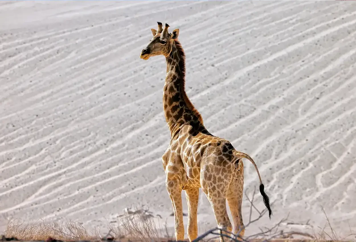 Safári Mágico na Namíbia