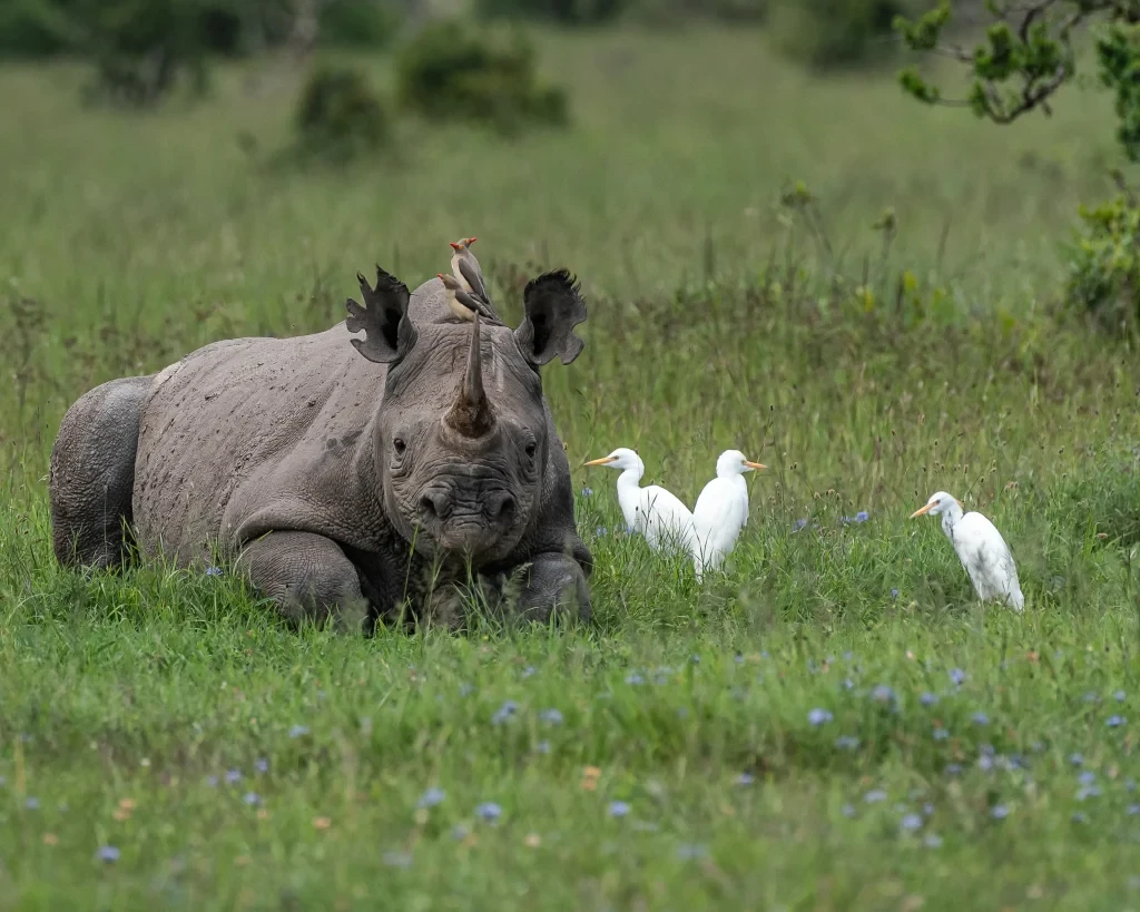 kenya-safari-rhino
