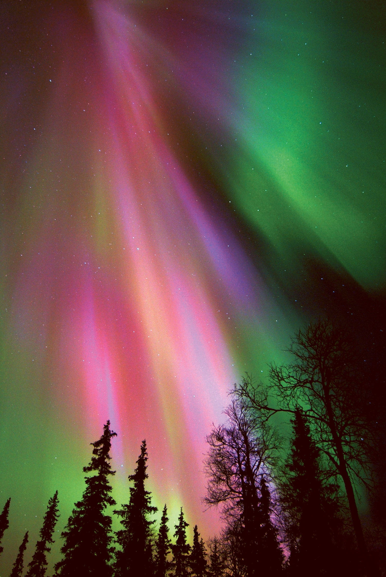 finlandia-laponia-boreal