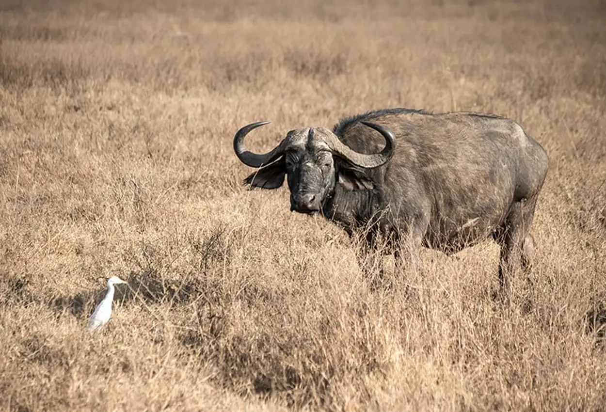 O Melhor do Quênia com Guia Brasileiro