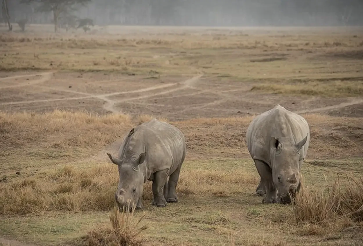 O Melhor do Quênia com Guia Brasileiro
