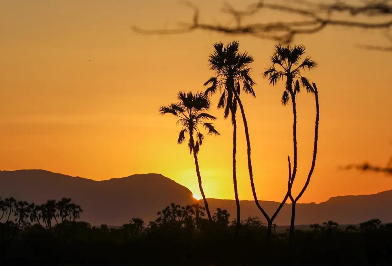 O Melhor do Quênia com Guia Brasileiro