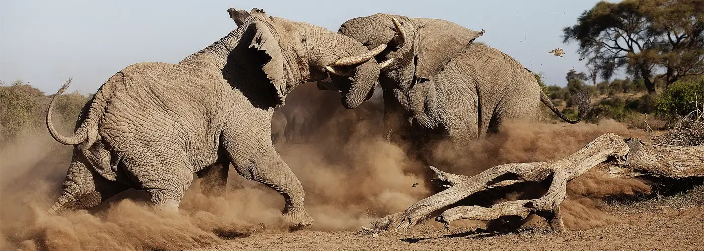 Uma Jornada pela Natureza, Cultura e Vida Selvagem
