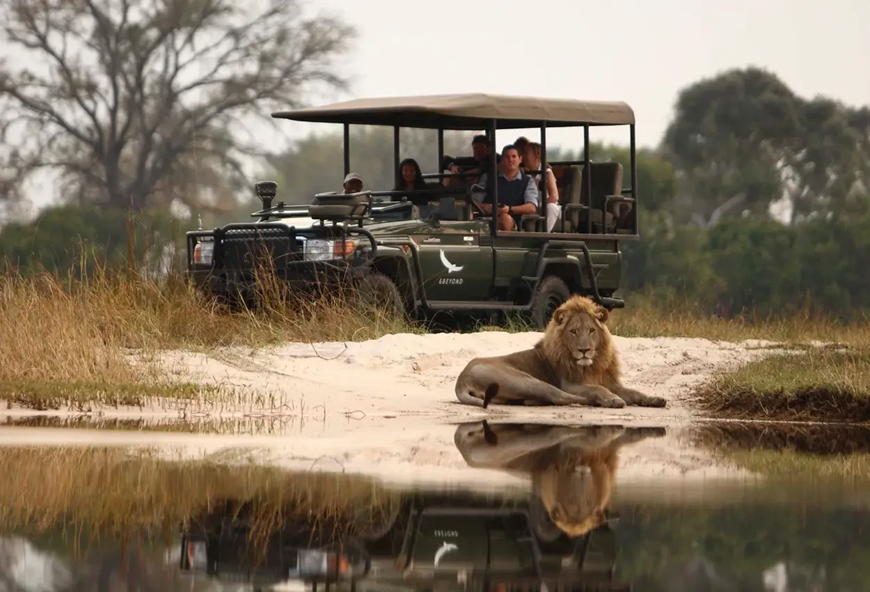 Primatas e Predadores 