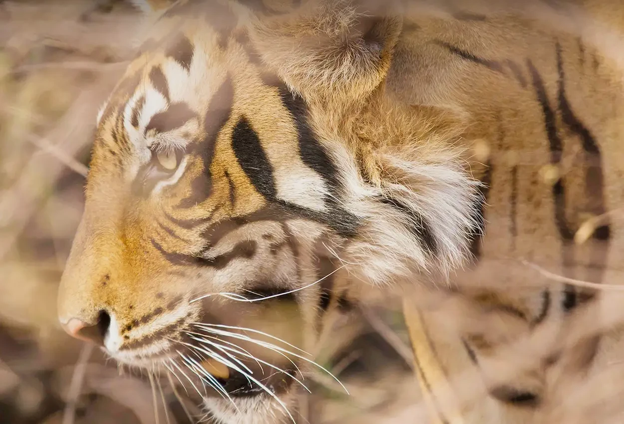 Holi, Festival das Cores