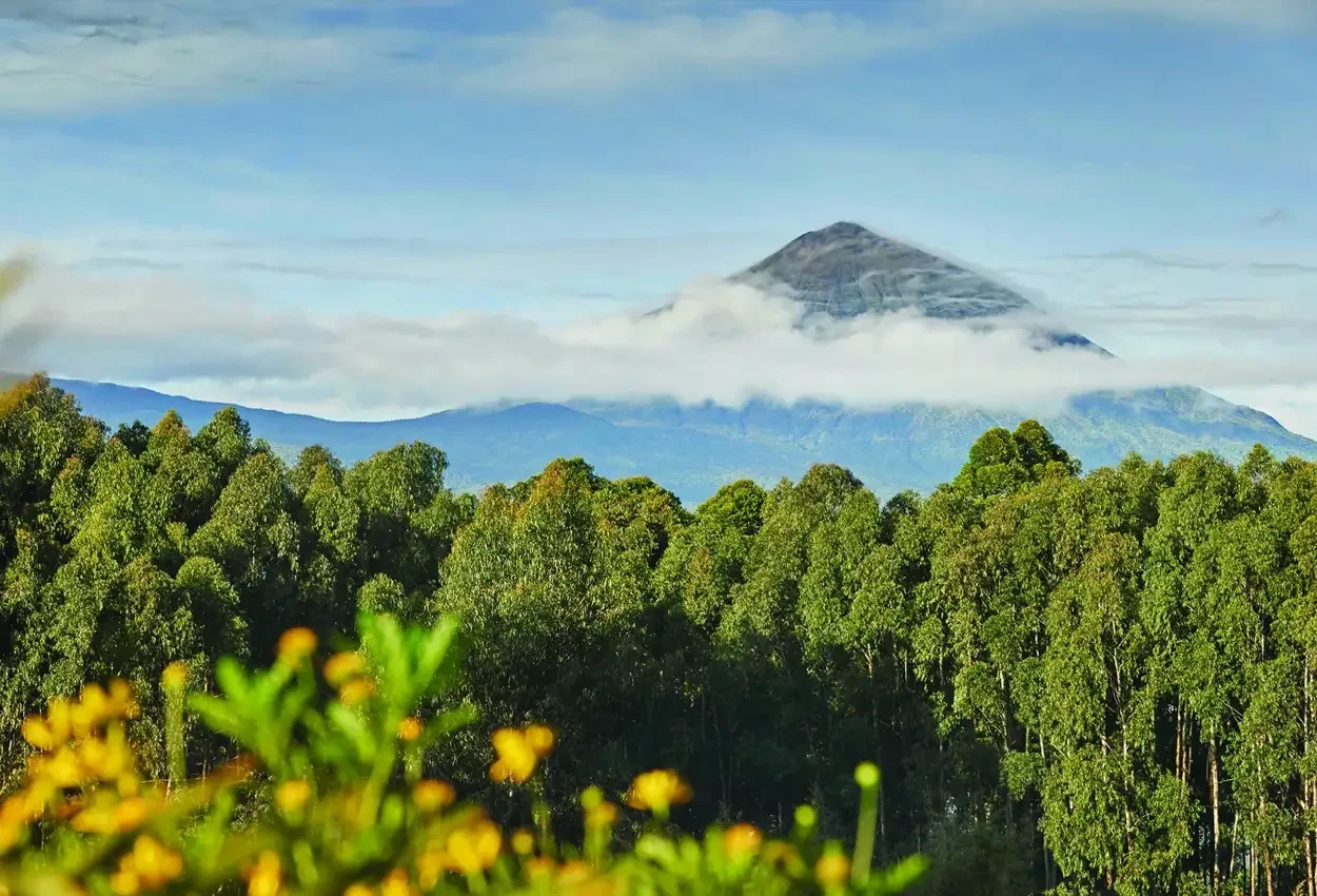 Ruanda Gorillas Nest