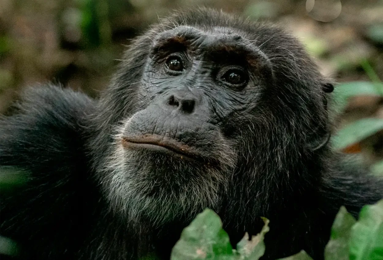 Primatas e Predadores 