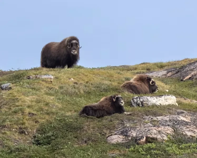 groenlandia-oeste-oxes