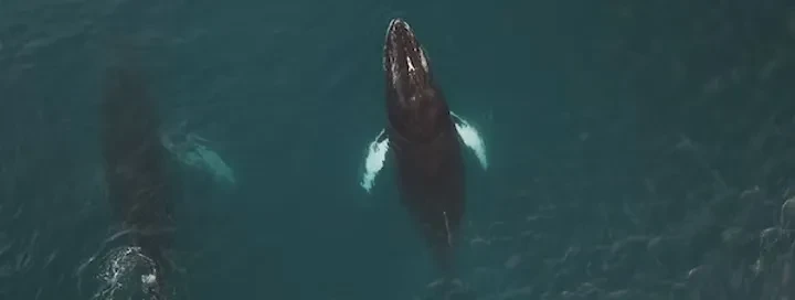 groenlandia-verao-orca