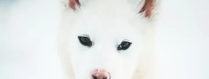 groenlandia-verao-dog