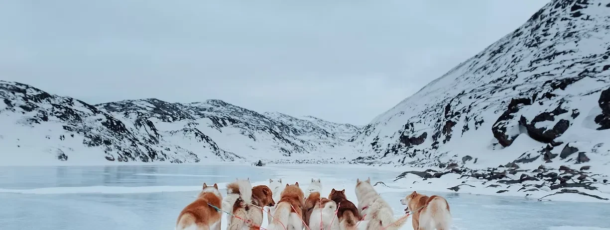groenlandia-ilulissat-cachorros
