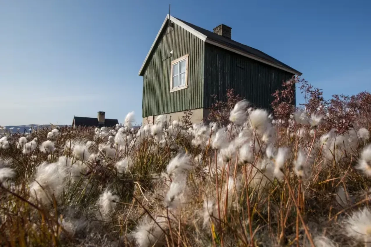 Ittoqqortoormiit-cotton