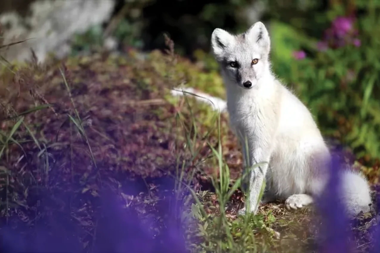 FoxInBattleHarbourLabrador