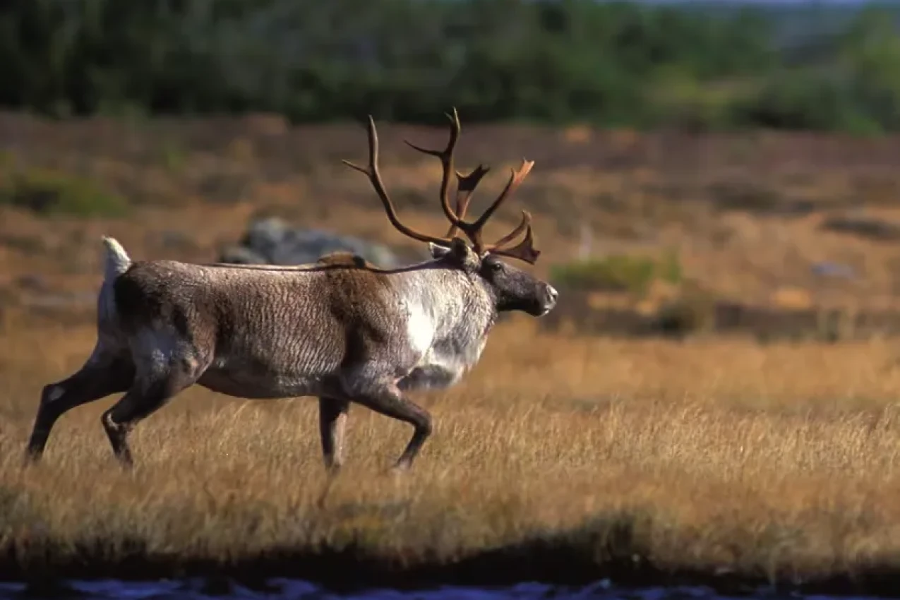 LargeWoodlandCaribou