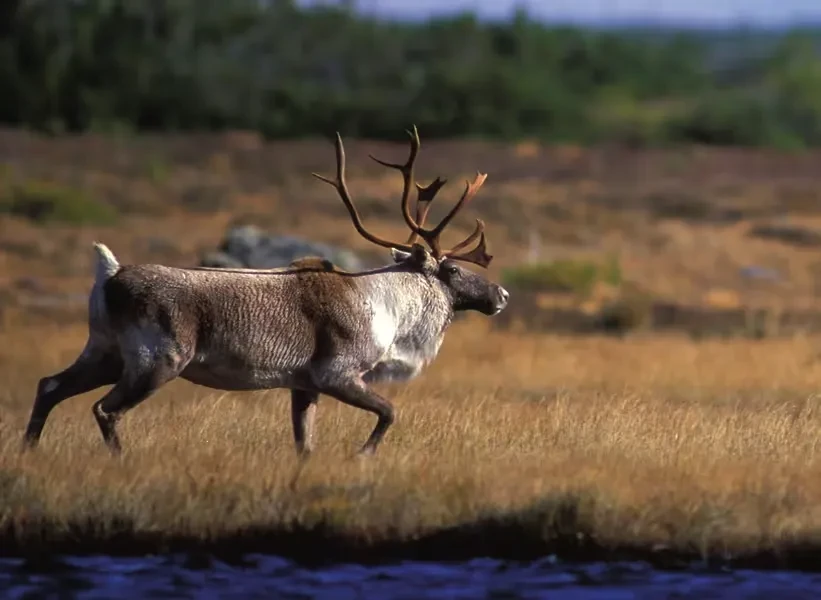 groenlandia-terranova-caribu