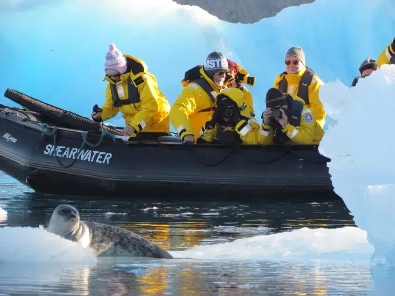 groenlandia-northwest-foca