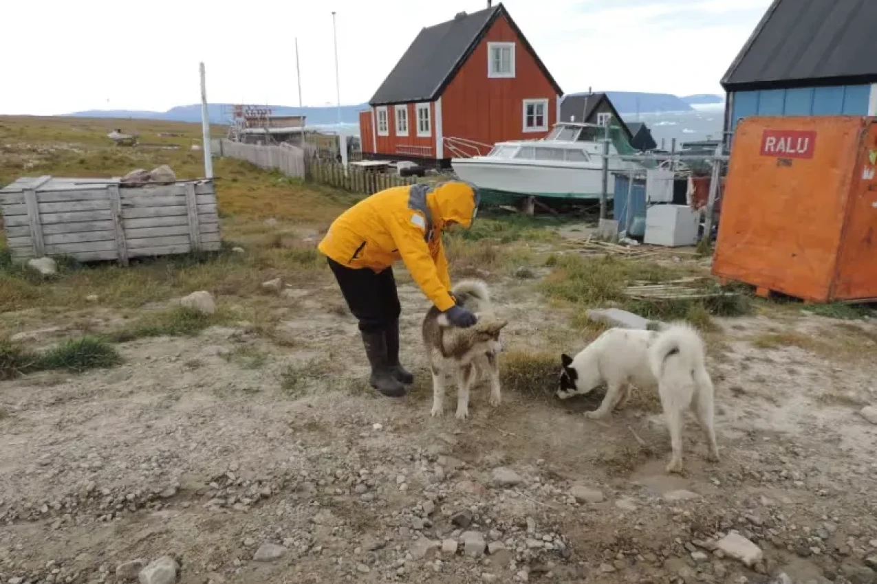 groenlandia-cachorro