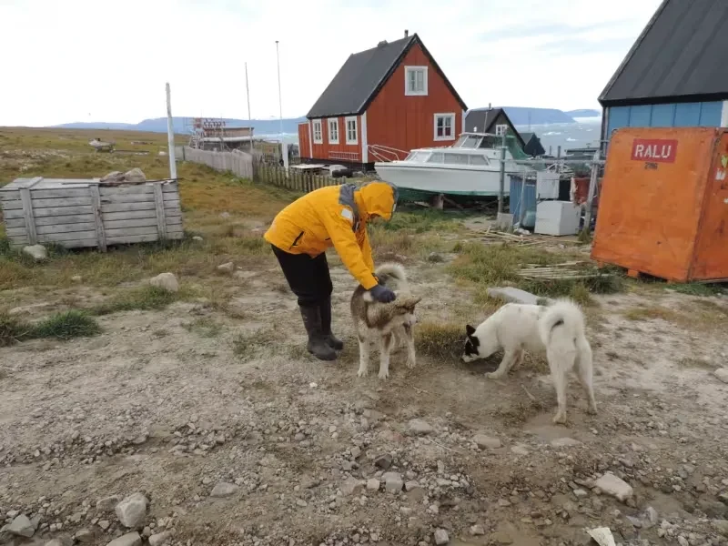 groenlandia-northwest-cachorro