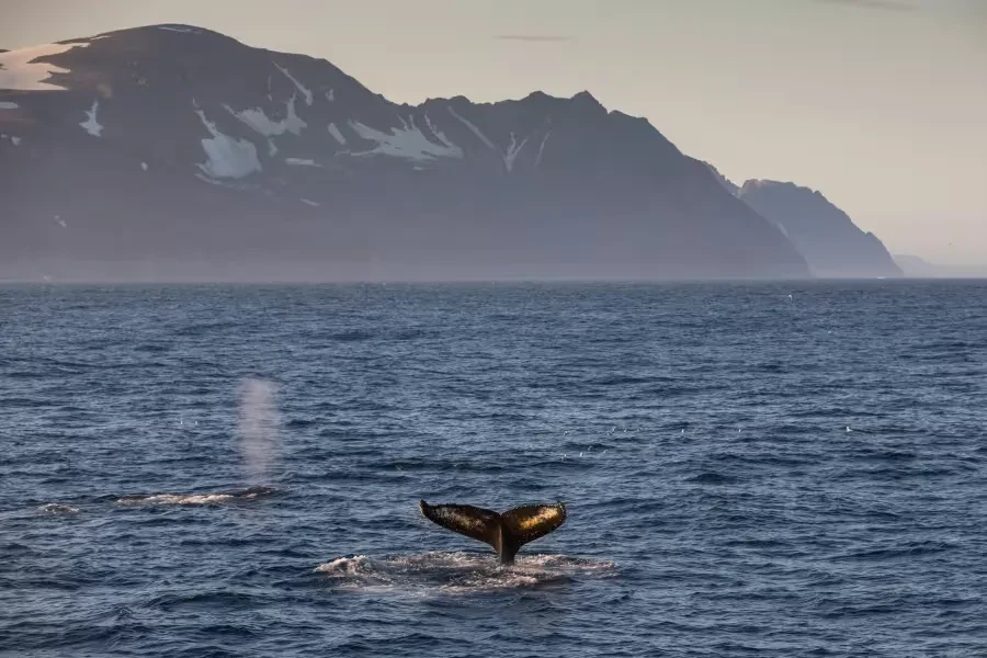groenlandia-nordeste-baleia