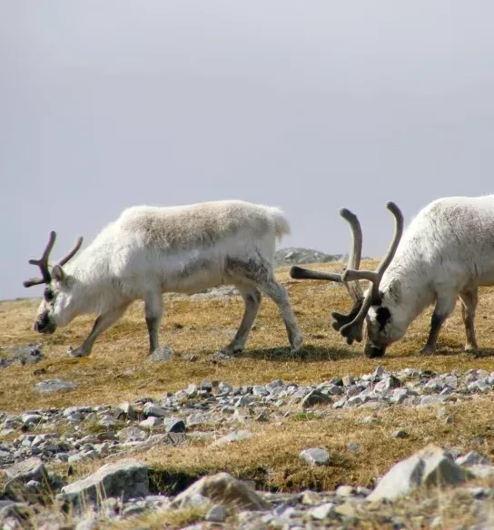 groenlandia-artico-caribu