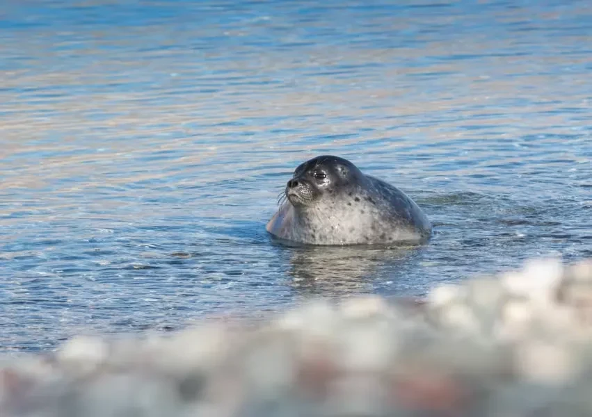 groenlandia-islandia-foca