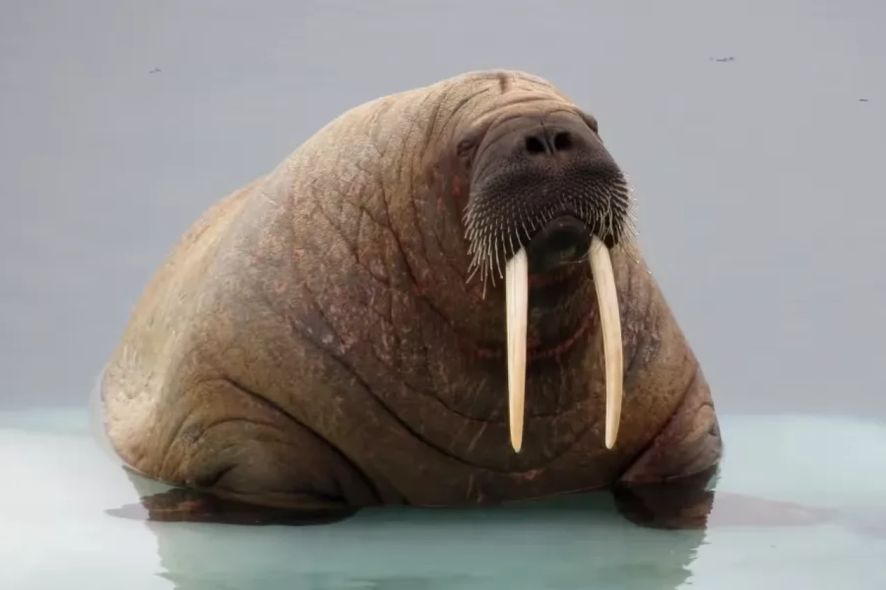 walrus