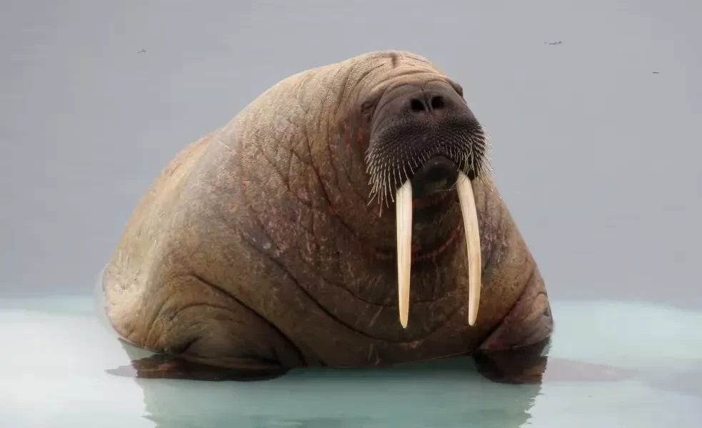 groenlandia-northwest-walrus