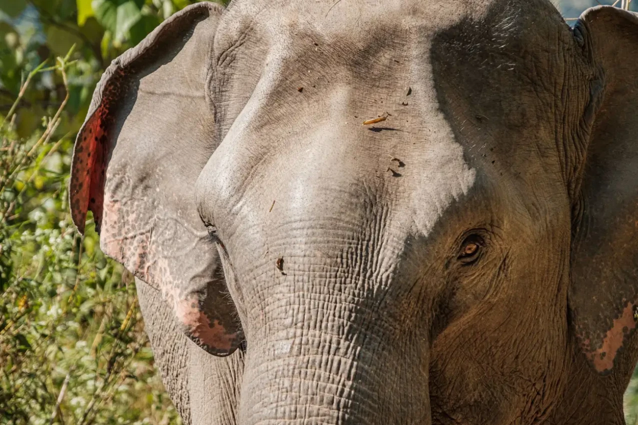 laos-luang-prabang-3