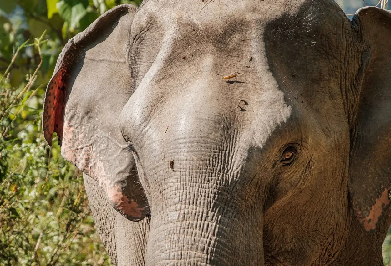 Luang Prabang, Authentic Experiences