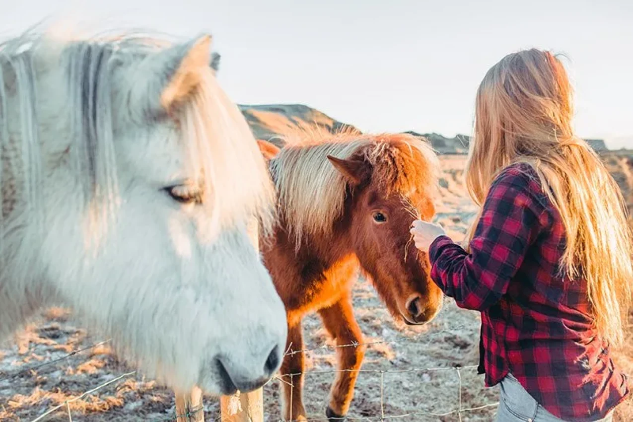 Icelandic-horses-2