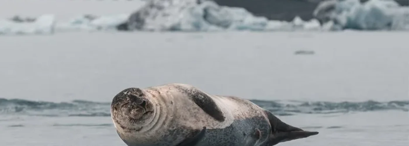 Peninsula Reykjanes, Sul da Islândia Highlights e Eclipse Solar