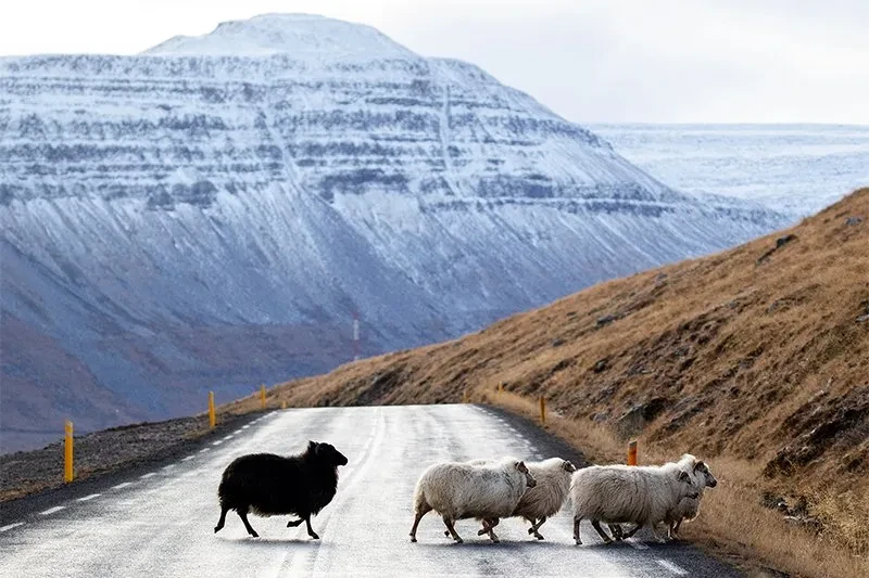 islandia-road-2