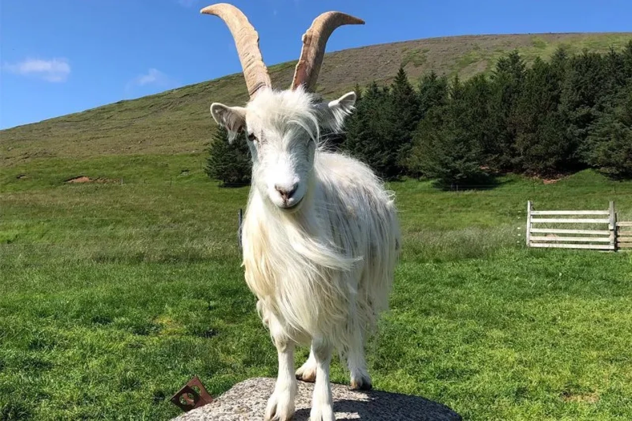 The-Icelandic-Goat