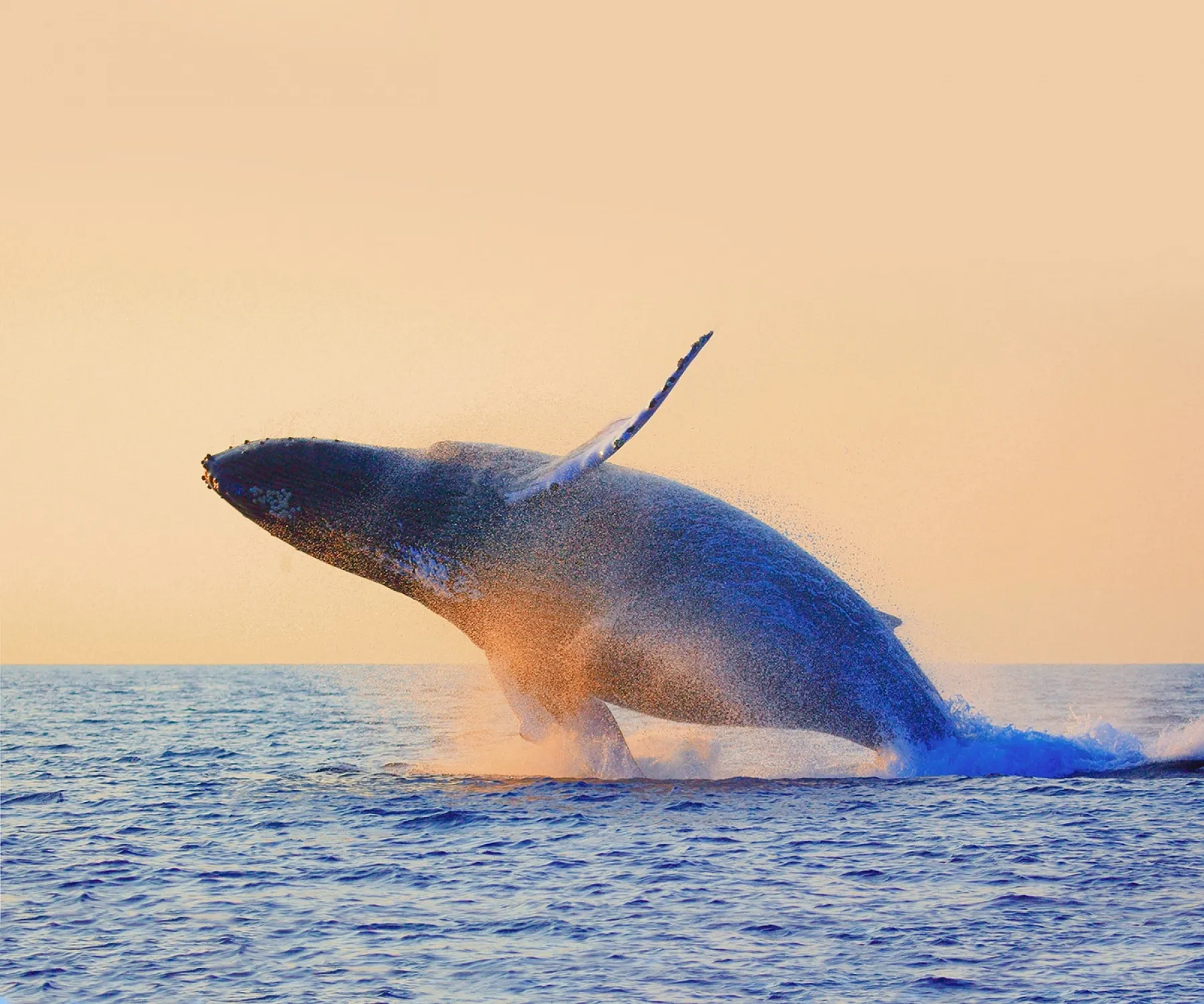 mexico-los-cabos-whale