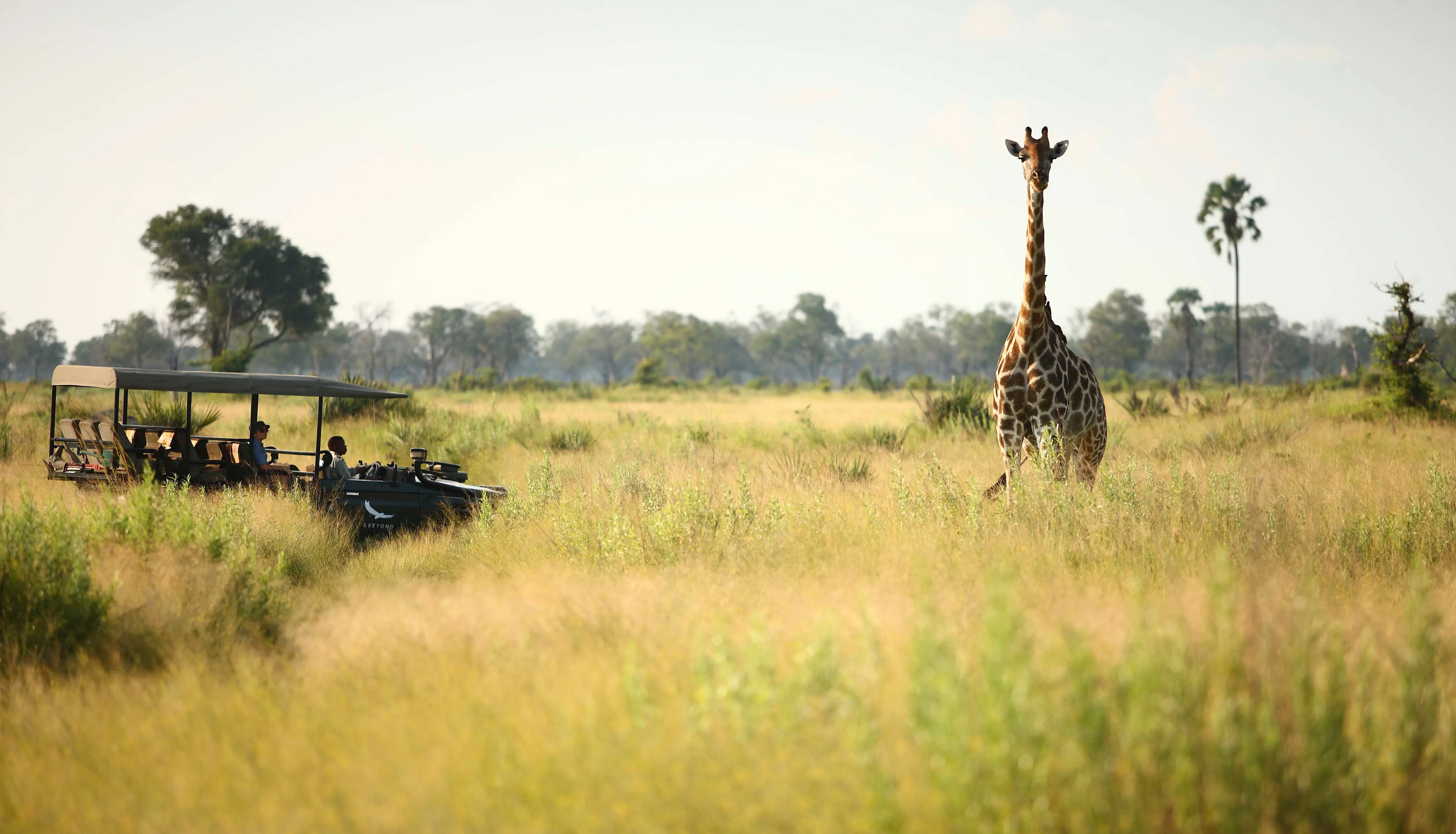 botsuana-okavango-girafa