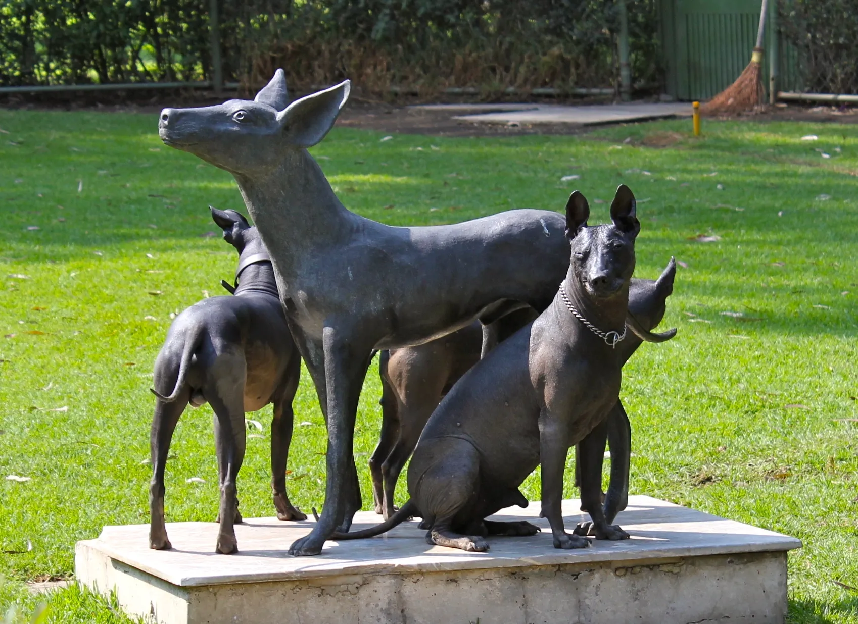 mexico-cachorros-acapulco