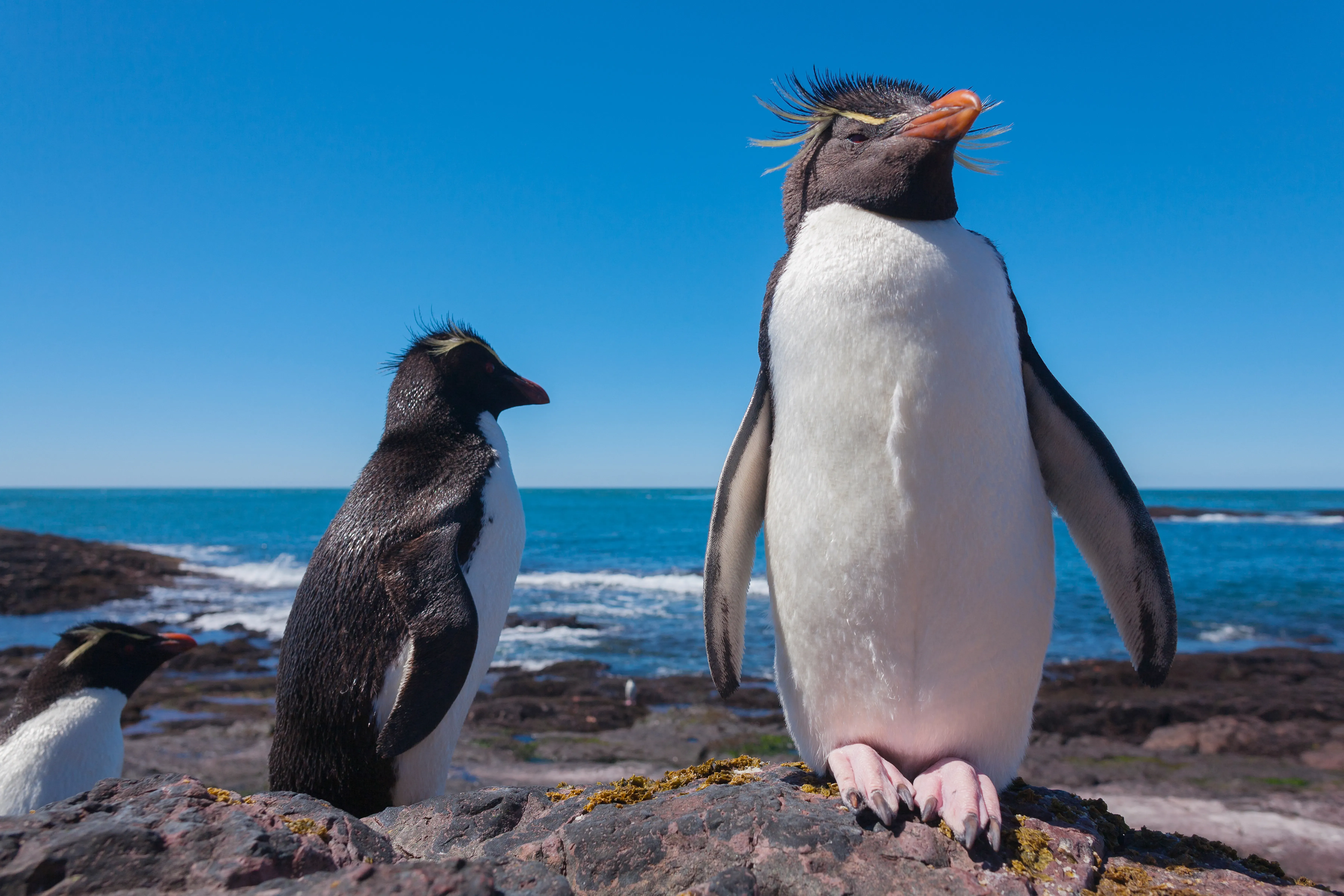 argentina-pinguins-rockhopper