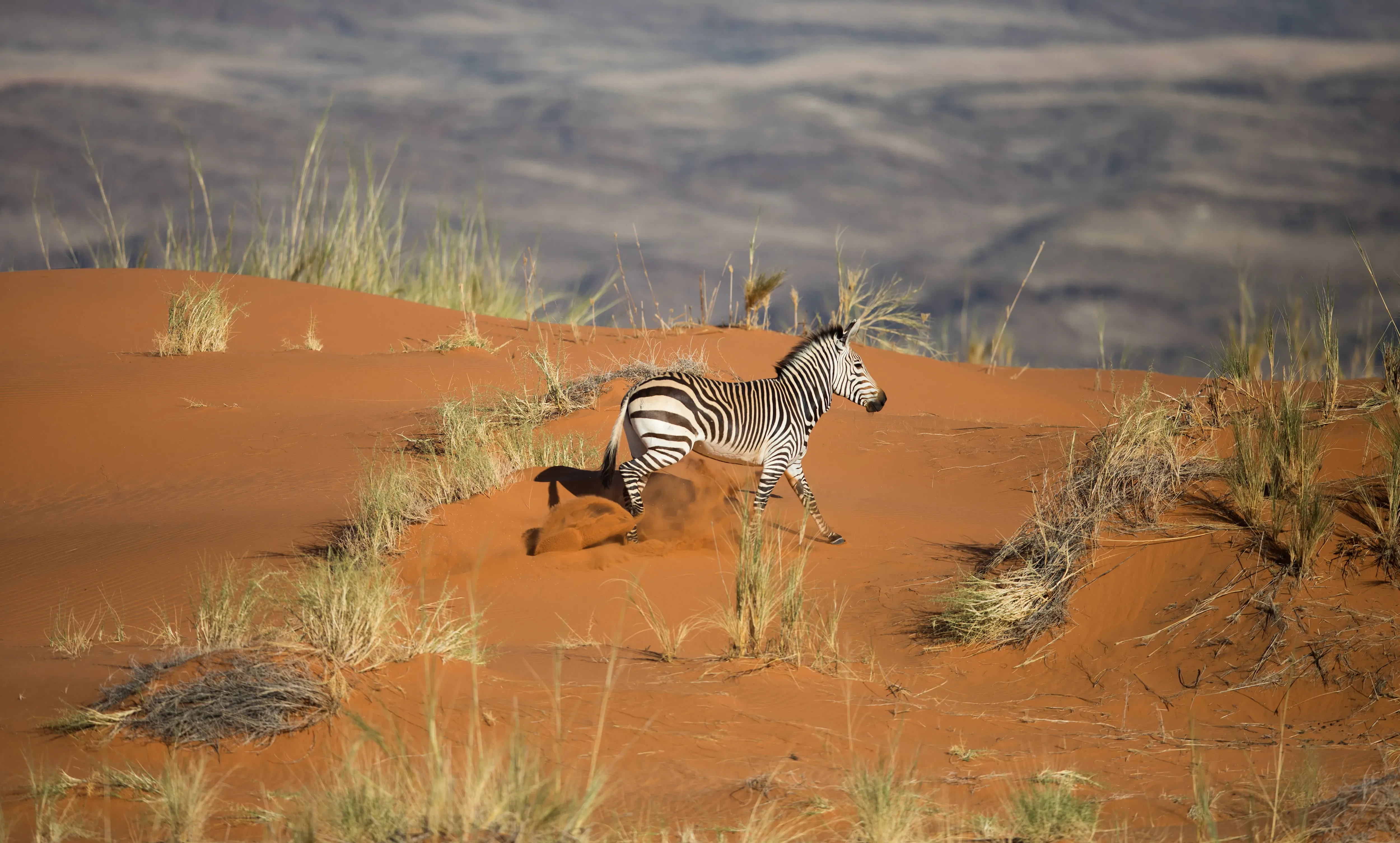 namibia-Scenic-Helicopter-Flight-Hartmans-Mountain-Zebra