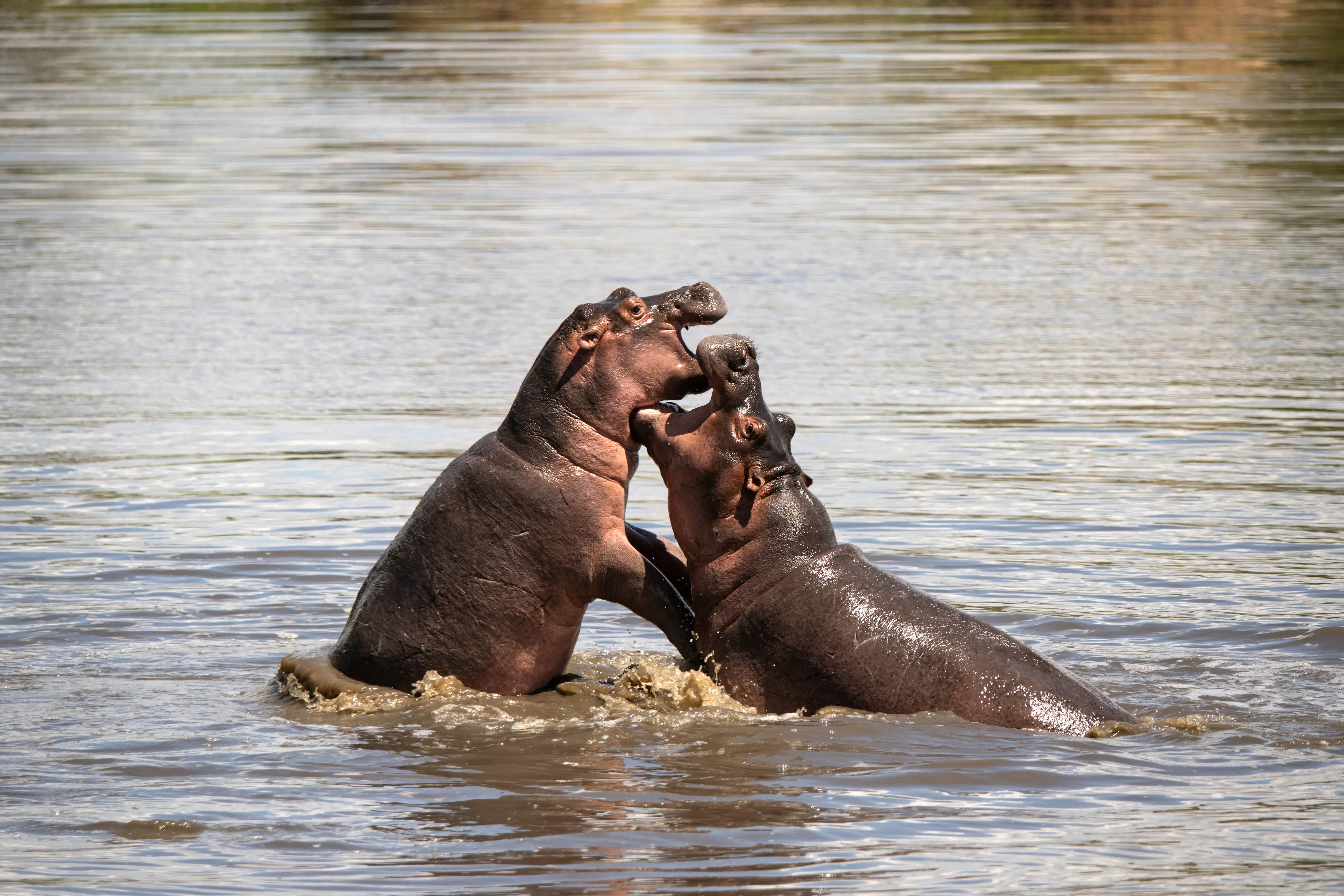 tanzania-hippos-lago